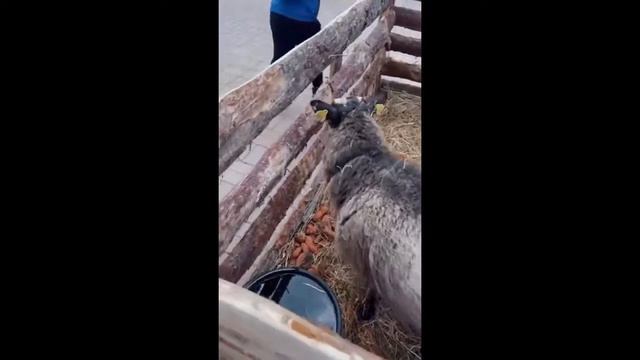 Шок Контент у Ядвиги и Камилы одна куртка на двоих Ира Бердикова в зоопарке 12.04.2022 смотреть онлайн