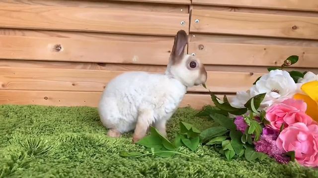 Арина шоколадный рекс карликовый