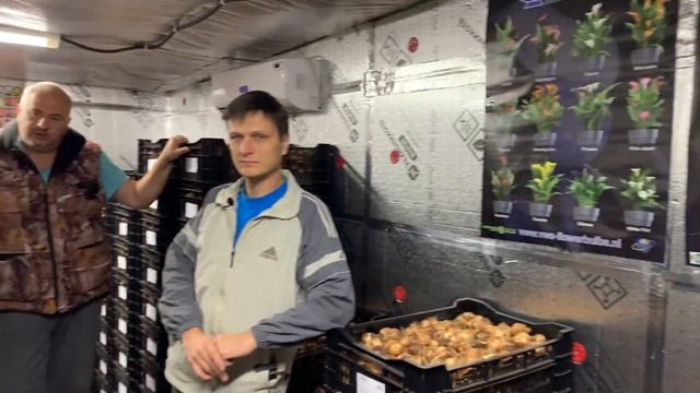 Выгонка тюльпанов. Топпинг, как его избежать. Ценообразование на луковицы голландской селекции. смотреть онлайн