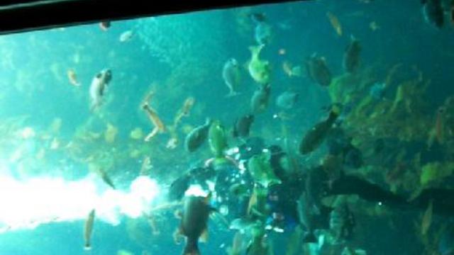 монтерей. аквариум 013 смотреть онлайн