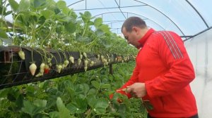 28/20Клубника на стеллажах. Очередные работы.