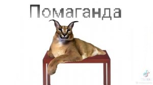 Шипучий ХАШ