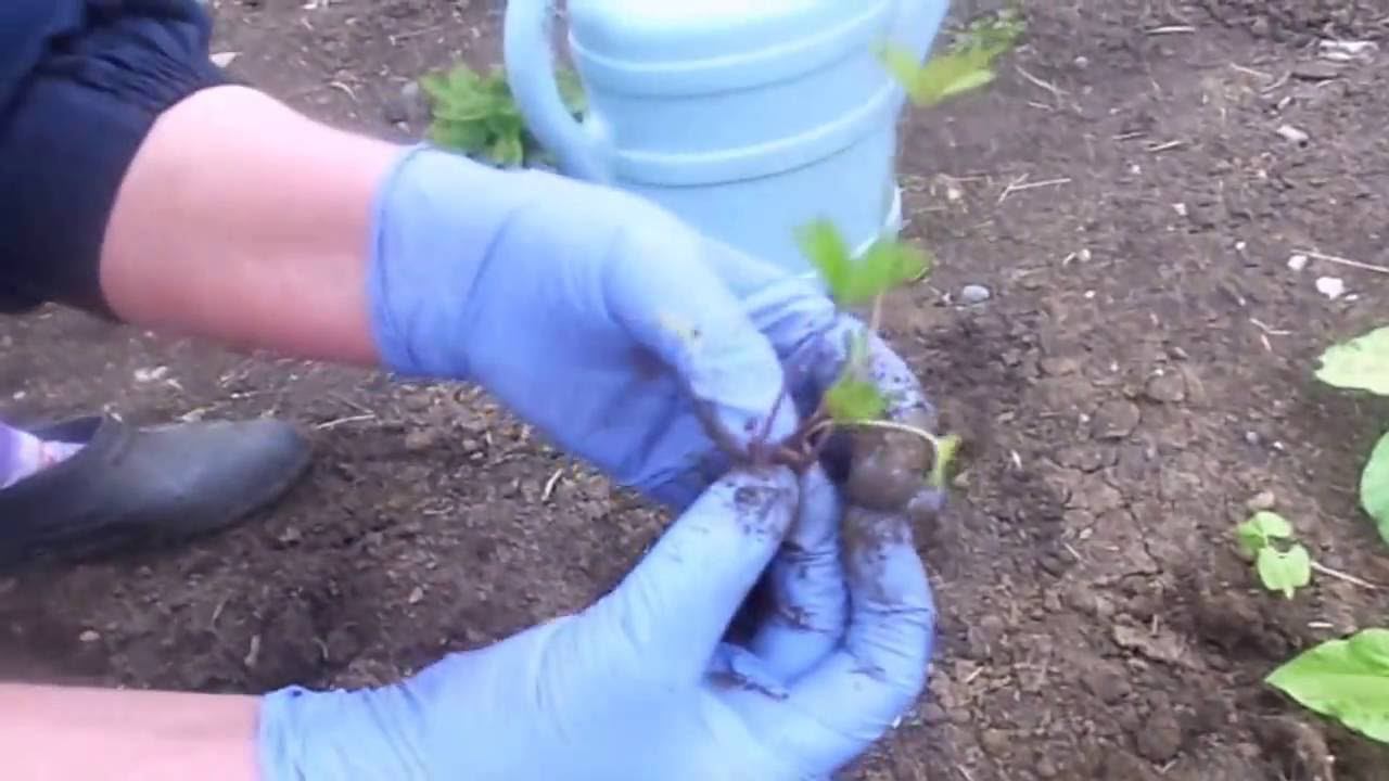 Листовой, Черешковый и Корневой Сельдерей - Особенности Высаживания Рассады в Открытый Грунт. смотреть онлайн