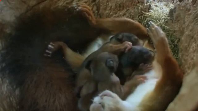 Белочка Белогрудка, часть 2 из цикла "Лесные истории" смотреть онлайн