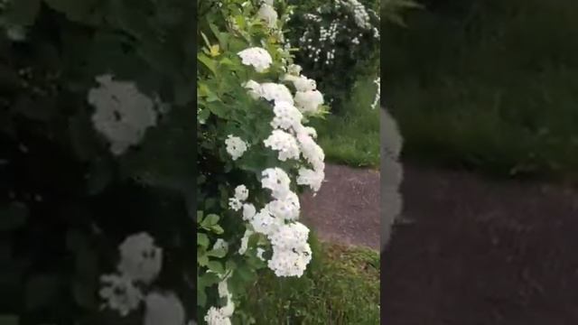 Nature Sound & Beautiful Spring Flowers called Grefsheim Spirea смотреть онлайн