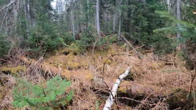 НАРВАЛИСЬ на раздачу КРУПНОГО ХАРИУСА! Октябрь 2023! смотреть онлайн