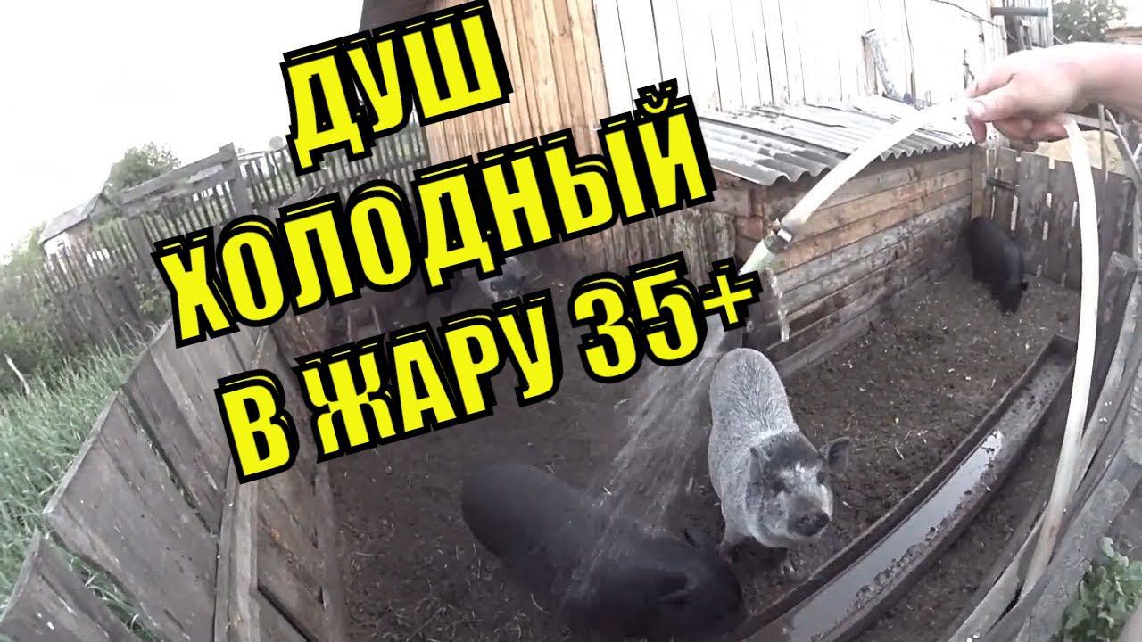 ДУШ ВЬЕТНАМСКИМ ПОРОСЯТАМ Зауральское подворье смотреть онлайн