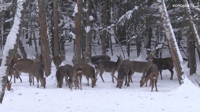 Круглогодичный глэмпинг открылся в подмосковном «Лосином острове» смотреть онлайн