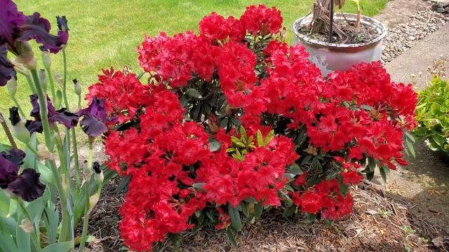 Рододендроны. Какие сорта растут в нашем саду. смотреть онлайн