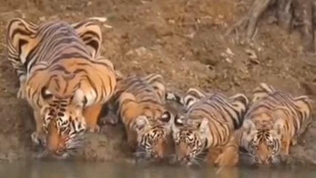 ТИГРЫ ПЬЮТ!!!!СМОТРЕТЬ смотреть онлайн