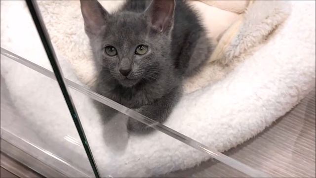 ry04 Разница между ролью висцерального и подкожного жира смотреть онлайн