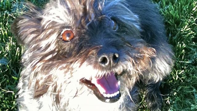 Dogs 101 - Glen Of Imaal Terrier - Top Dog Facts About the Glen Of Imaal Terrier смотреть онлайн