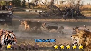 Лев Против Тигра - Тигр Против Льва - Настоящие Бои Животных - Blondi Foks