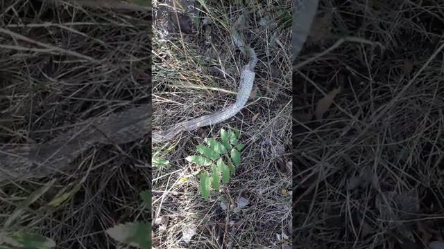 Не думал такое увидеть смотреть онлайн