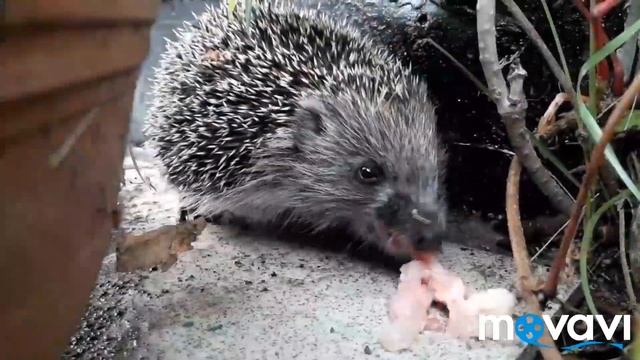 Вспоминая лето. ЁЖИК обедает в нашем саду. смотреть онлайн