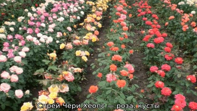 Роза спрей