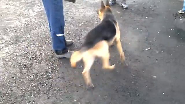 Собака и лопата смотреть онлайн