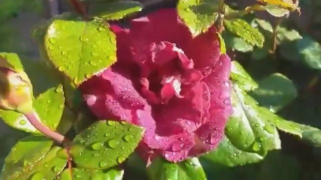 199.# РОЗЫ В ПОДМОСКОВЬЕ,РОЗА ЭДИ МИТЧЕЛ (EDDIE MITCHELL) В МОЁМ САДУ. смотреть онлайн