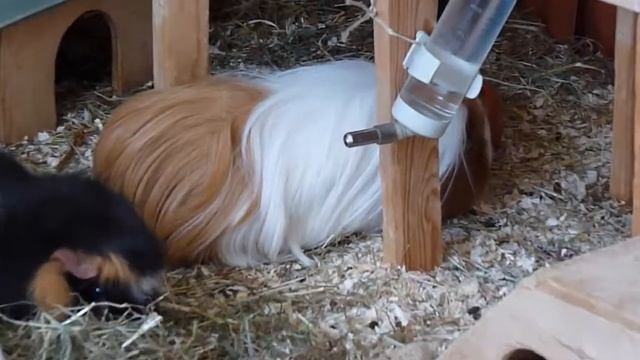 Meine Meerschweinchen Story - statt 2 waren es 6 смотреть онлайн