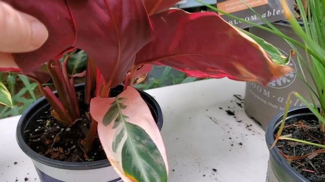 Another Sale Plant haul from Lowes June 12, 2021❤🌻❤ смотреть онлайн