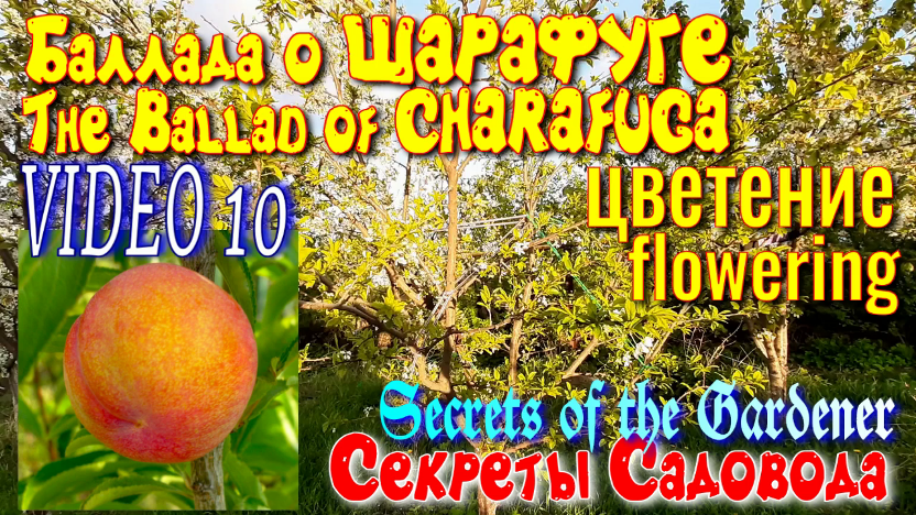 Шарафуга VIDEO 10 CHARAFUGA. Цветение. Как цветёт в этом году. Секреты Садовода. смотреть онлайн