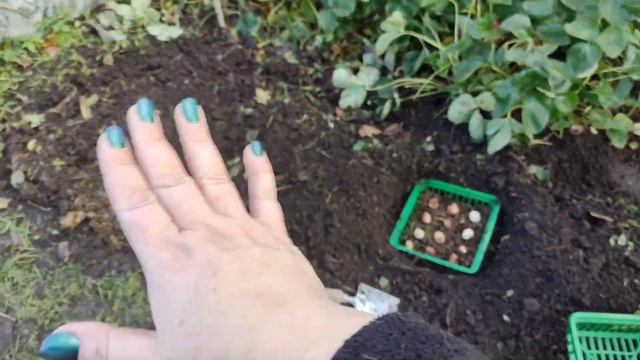 Посадка луковичных/ Самая необходимая техника в доме/ Лайфхак при выращивании орхидей смотреть онлайн