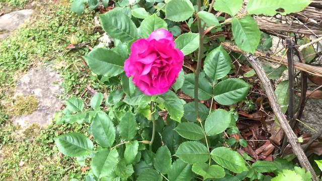 Rosier hybride de Thé 'Violette Parfumée®' de Dorient Violet mauve et rose brillant. смотреть онлайн