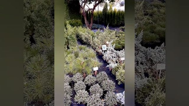 Обзор питомника декоративных растений rastenia.by. Гомельский район, п.Цегельня смотреть онлайн