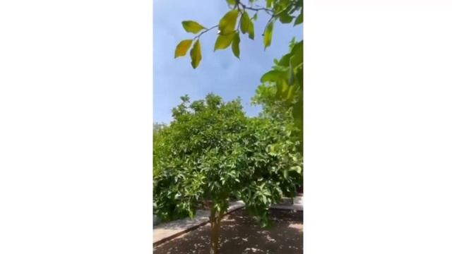 Обзор отеля для ретрита в Чиралы, Турция ?? смотреть онлайн