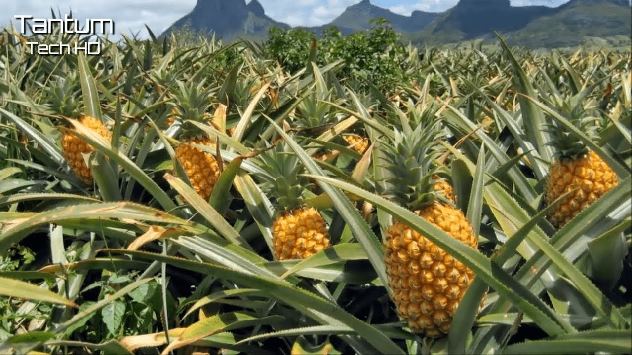 Удивительный процесс выращивания и обработки ананасов - Современные сельскохозяйственные машины смотреть онлайн