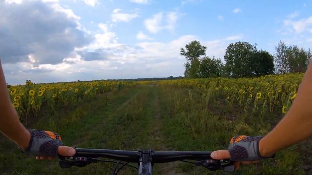 4K Bike Ride Through The Summer Fields For Indoor Bike Training - 1 Hour