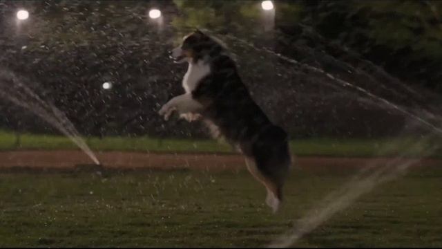 Отвязные дворняги Русский трейлер Фильм 2023 смотреть онлайн