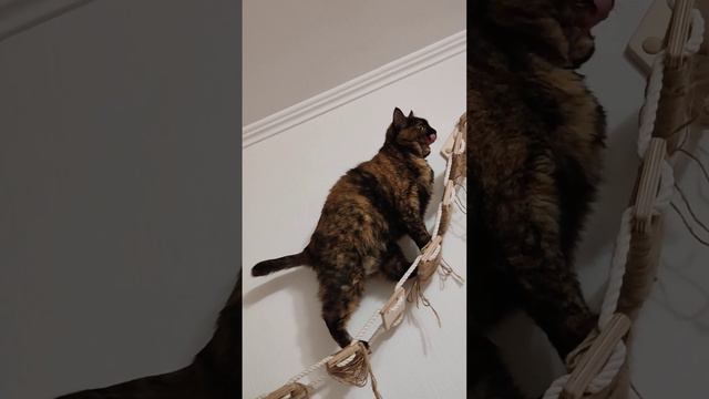 Смешная кошка Булочка пристраивается бесплатно в добрые руки на Авито смотреть онлайн