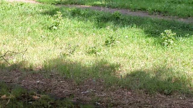 Набережная Тараса Шевченко. смотреть онлайн