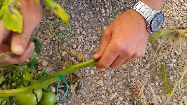Bitki Kök Hastalıkları Makroskobik Ayırımı - 2 Fusarium Oxysporum F.sp. Lycopersici