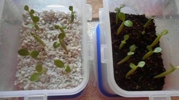 Адениум: сеянцам 10 дней!