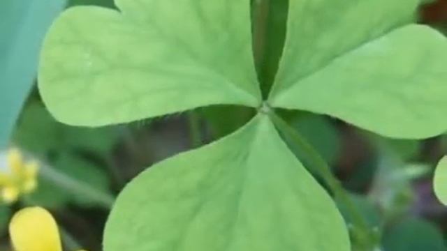 Ho'oponopono - решение проблем по древней Гавайской методике смотреть онлайн