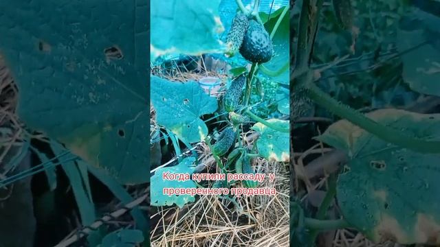 Огурцы отбывают ветки#огурцы #дача #приколы смотреть онлайн