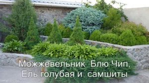 Хвойные в дизайне сада