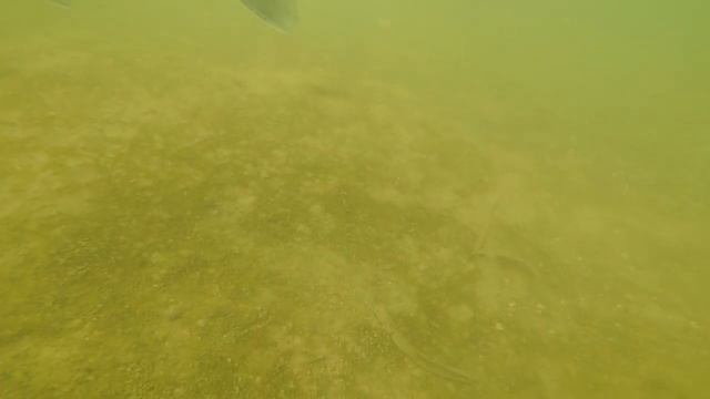 Опустил камеру в пруд - результат удивил (апрель 2019) смотреть онлайн