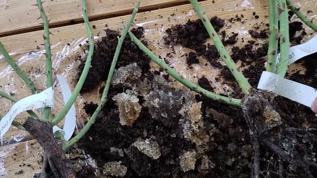 Распаковка посылки и обзор саженцев роз из питомника "АКАДЕМИЯ РОЗ" смотреть онлайн