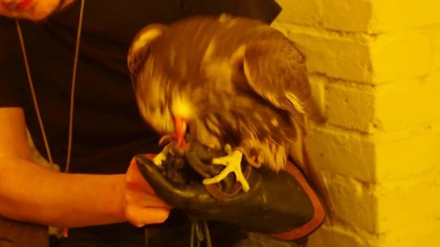 Сокол ест свежепойманную ворону смотреть онлайн