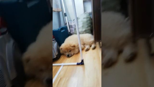 Вотак живёт Маркиза смотреть онлайн