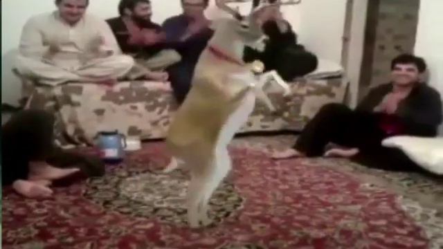 НОВОГОДНОЕ ПОЗДРАВЛЕНИЕ 3 смотреть онлайн