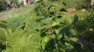 ПРАВИЛЬНАЯ Формировка черешни возрастом 3-х лет