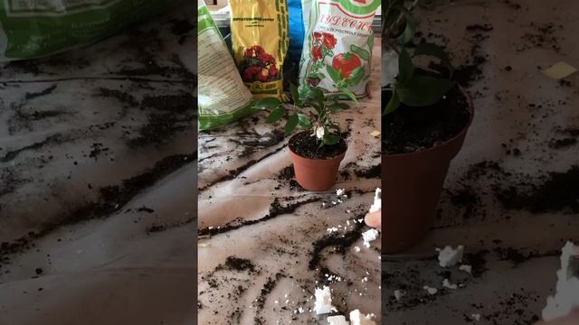 Плетение фикуса Бенжамина формирование ствола. смотреть онлайн