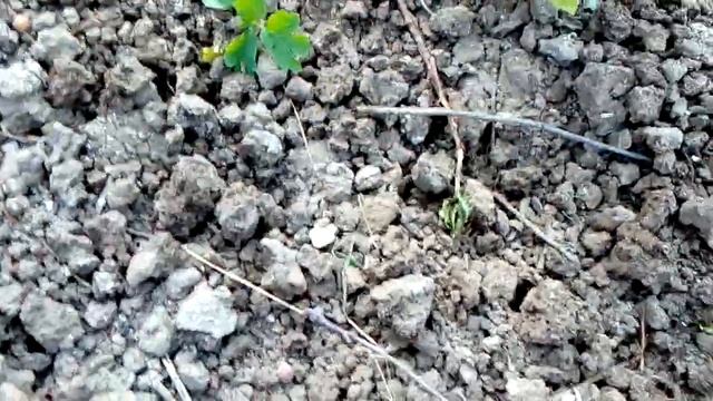 Мои деревья смотреть онлайн