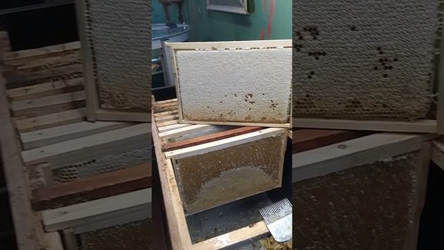 Продолжаю откачивать майский мёд, красивые рамки от добрых пчел Бакфаст!? смотреть онлайн