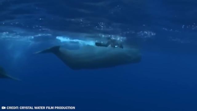 20 Biggest Underwater Creatures In The World смотреть онлайн
