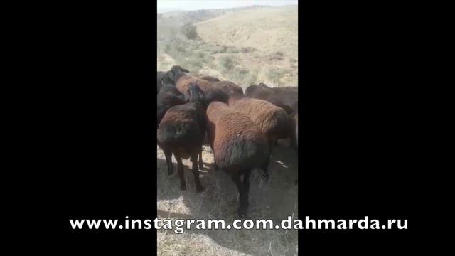 Гиссарские овцы и саги дахмарда тз отары Рахмона Мирзорахимова смотреть онлайн